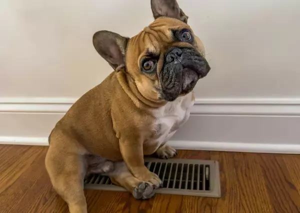 Dog is enjoying the heater