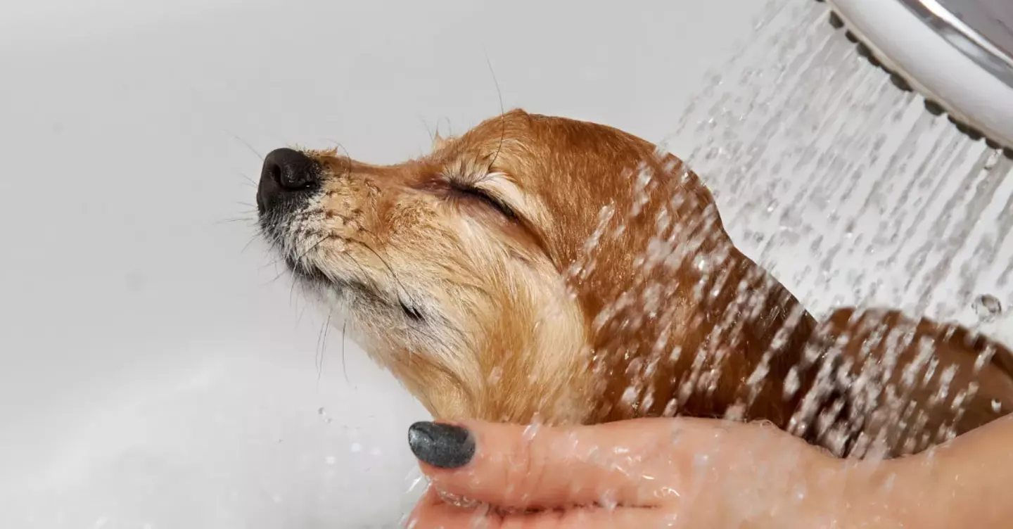 dog enjoying gas hot water shower